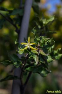 fockea fiori