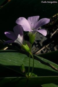 oxalis