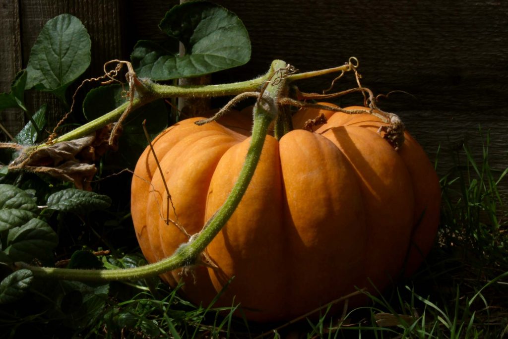 zucca