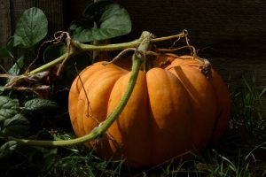 zucca