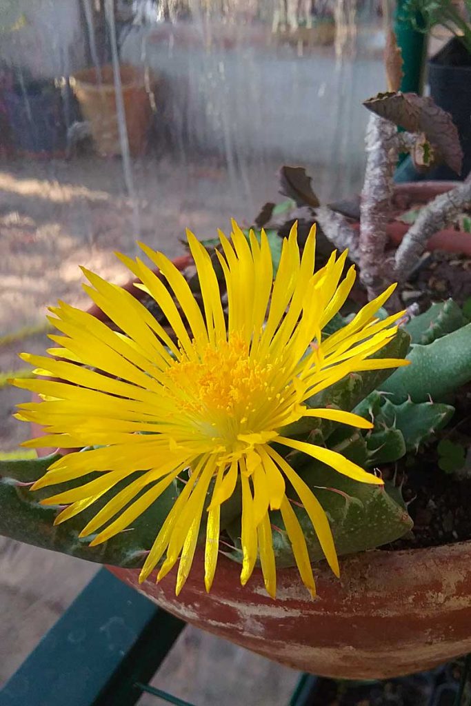 faucaria