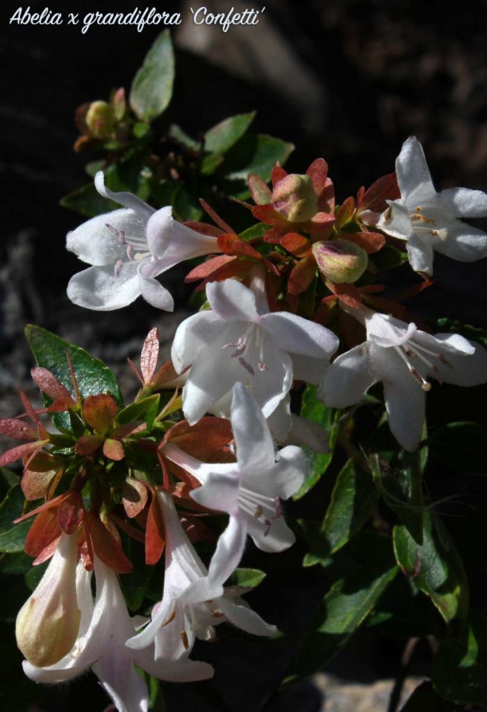 abelia