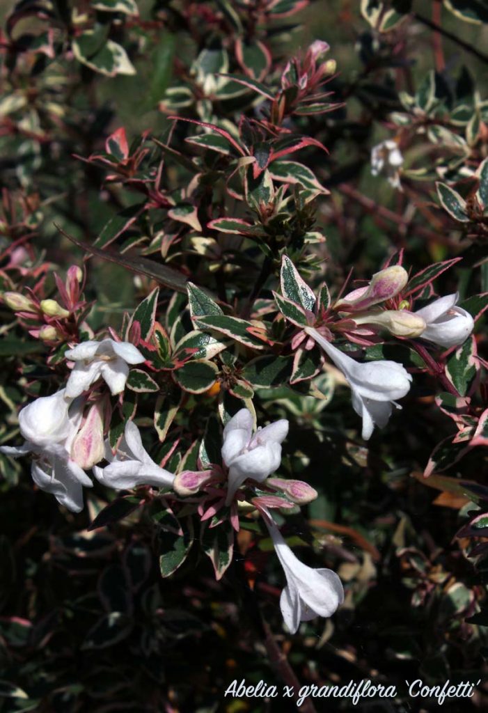abelia