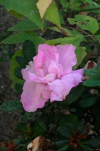 azalea