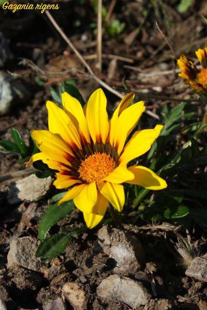 gazania