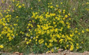 fiori gialli