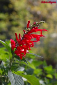 salvia ananas
