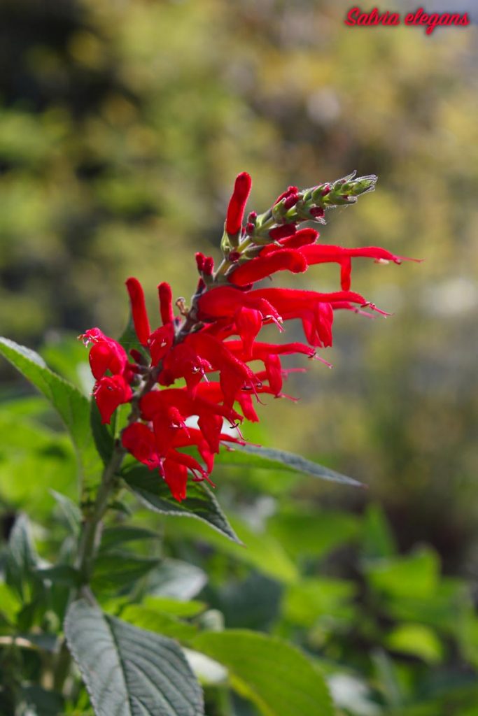 salvia ananas