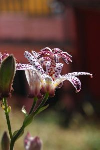 orchidea