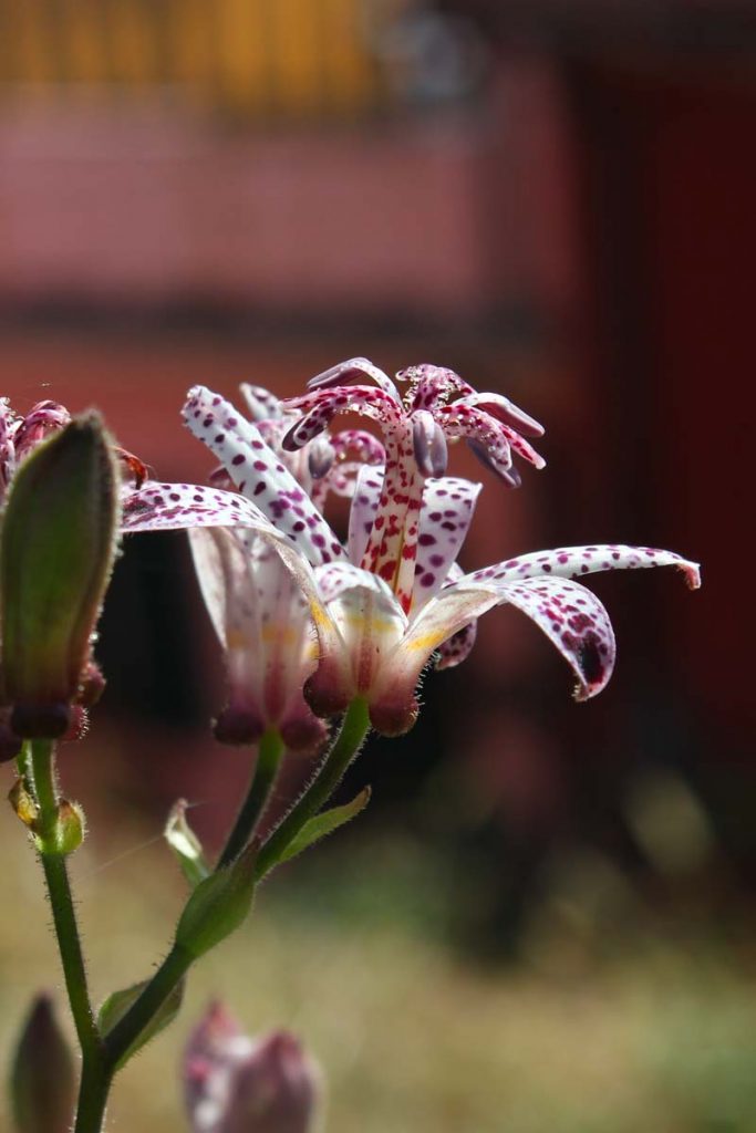 orchidea