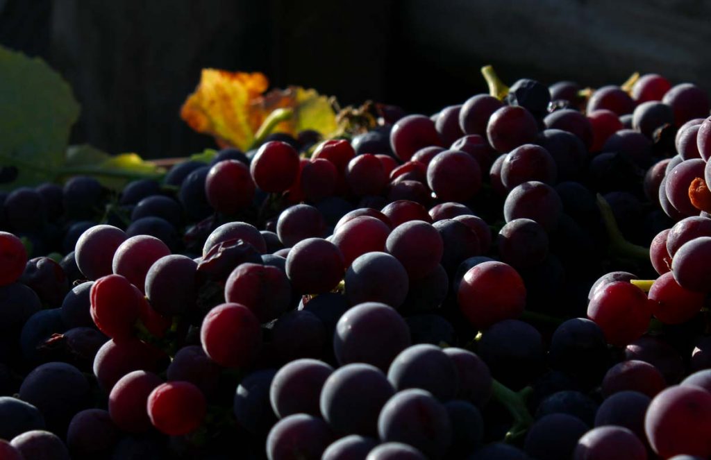 uva nera