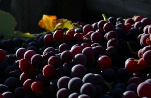 uva nera