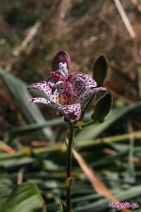 tricirtis