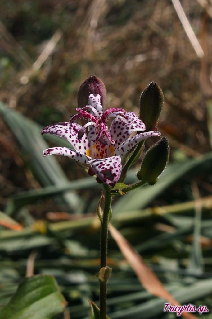 tricirtis