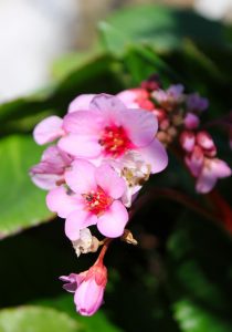 bergenia crassifolia