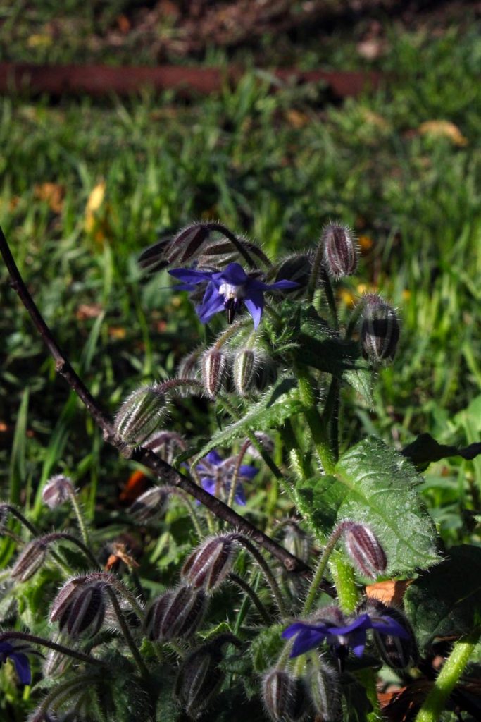 borragine fiorita