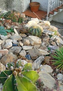 cactus