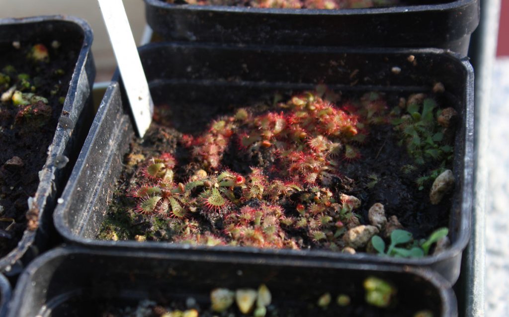 drosera back table