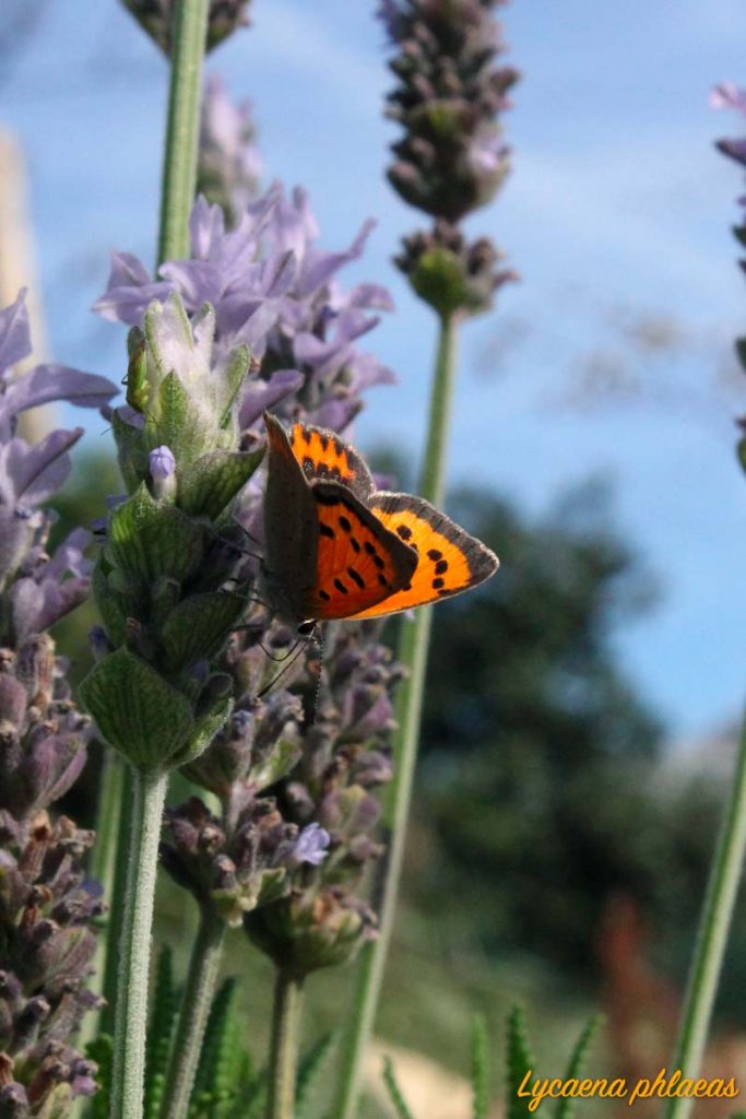 licena argo lavanda