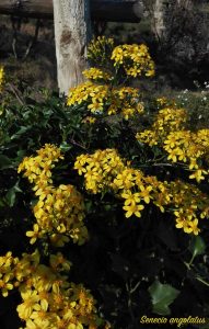 senecio angolatus fiori