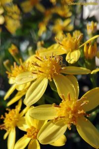 senecio fiori