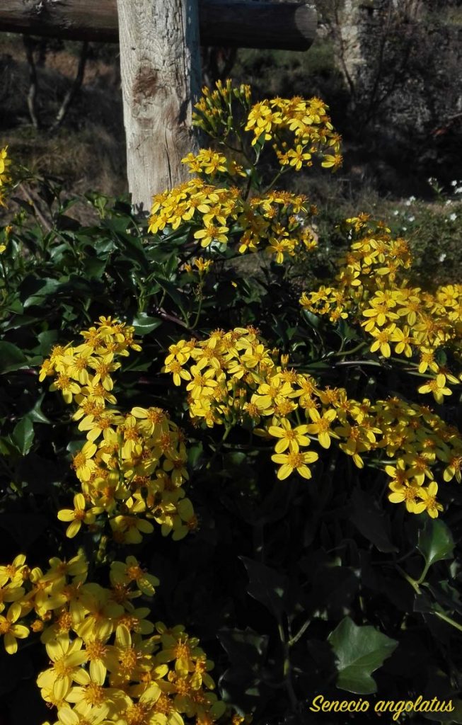 senecio angolatus fiori
