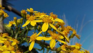 senecio