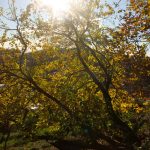 gelso controluce