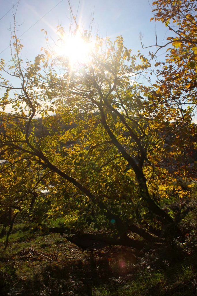 gelso controluce