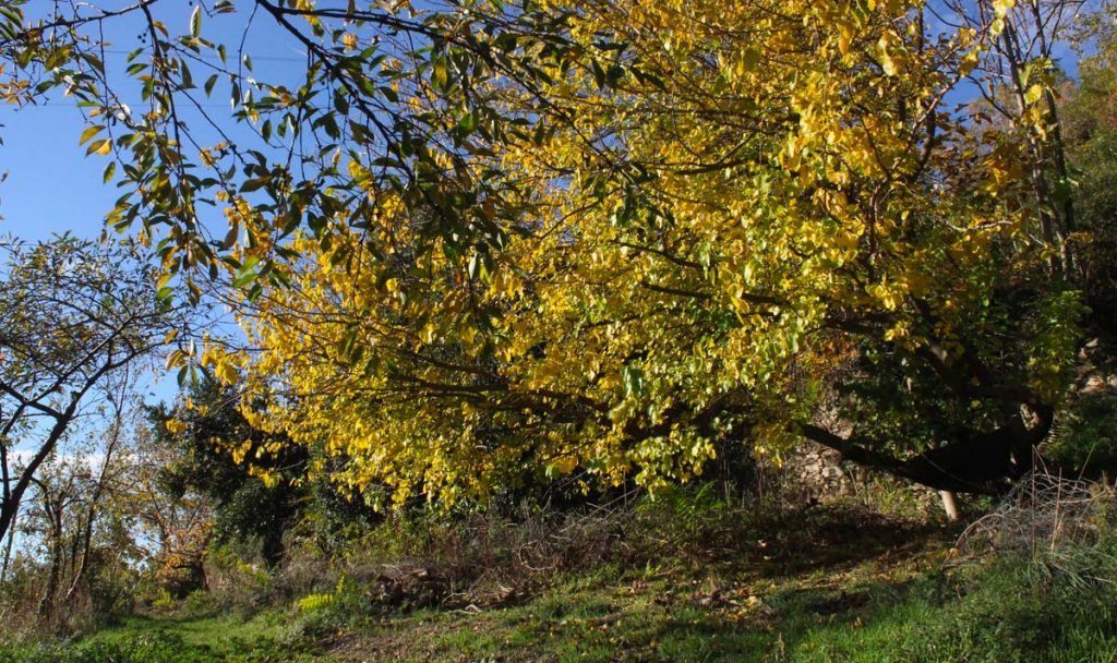 gelso albero