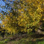 gelso albero