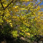 gelso albero