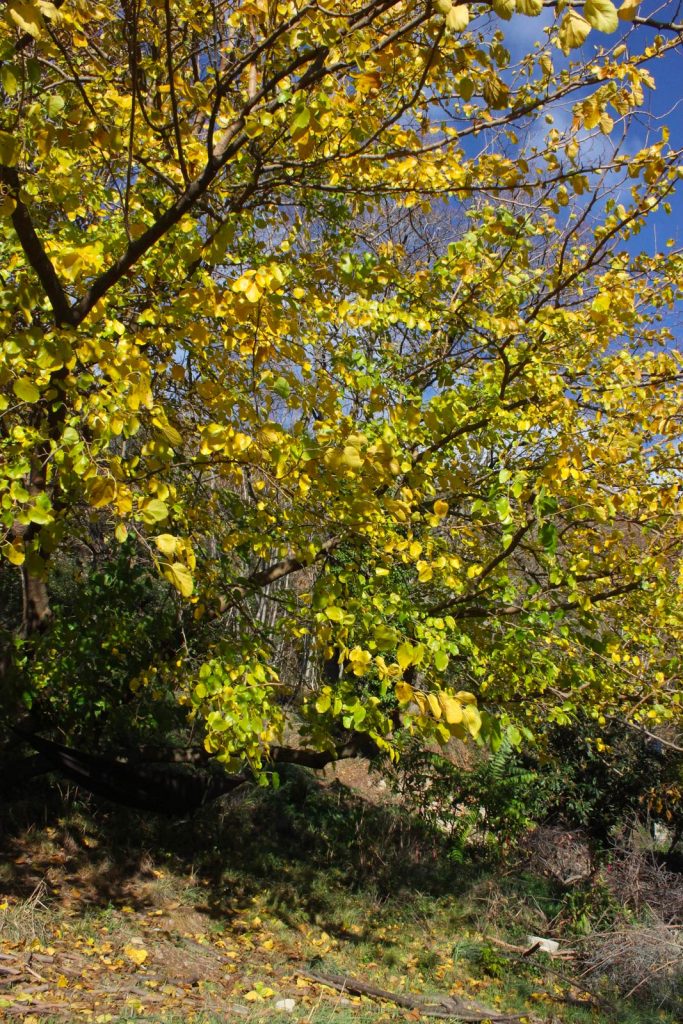 gelso albero