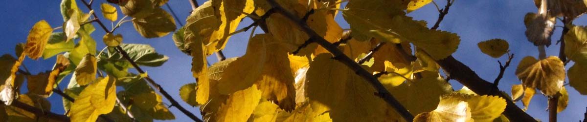Fiori di novembre