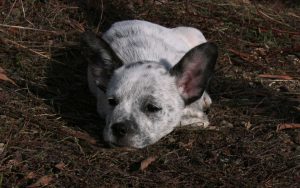 loretta
