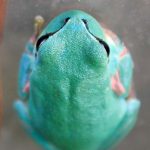 raganella