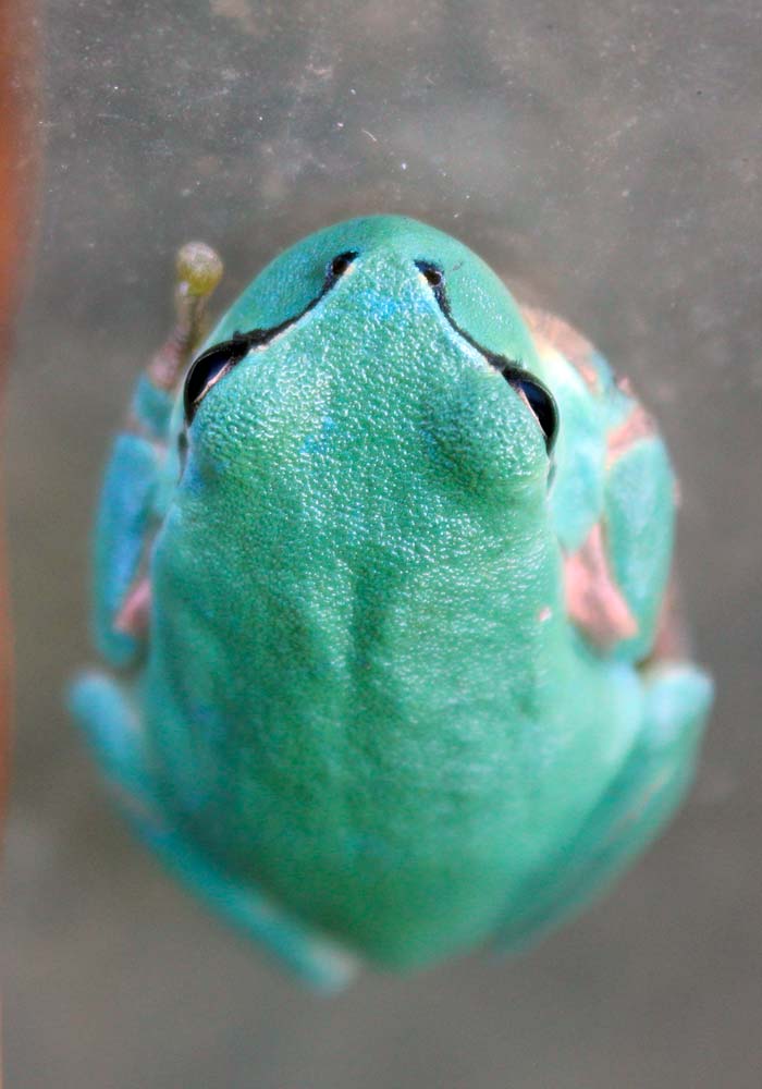 raganella