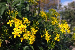 senecio fiori