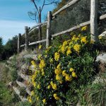 bocage