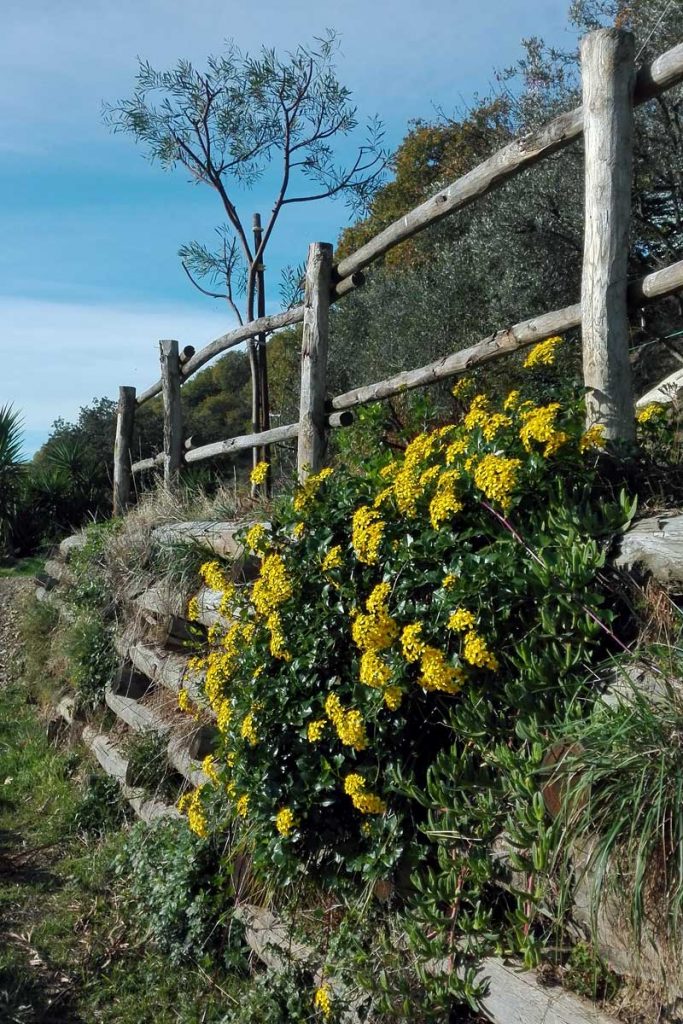 bocage