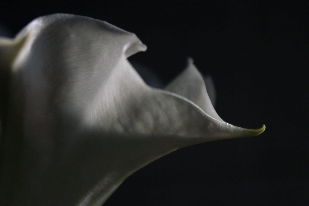 datura fiore