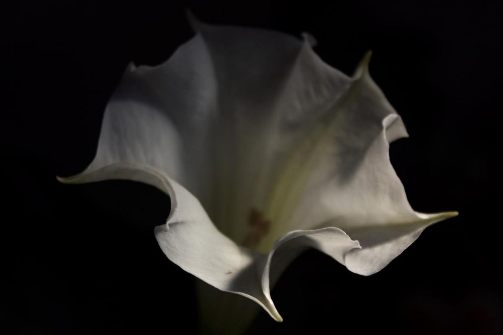 datura fiore fronte