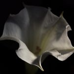 datura fiore fronte