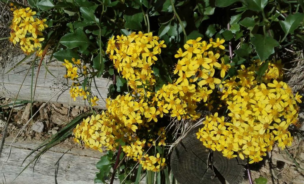 senecio api