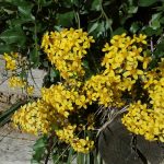 senecio api