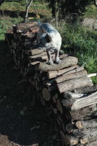 loretta catasta
