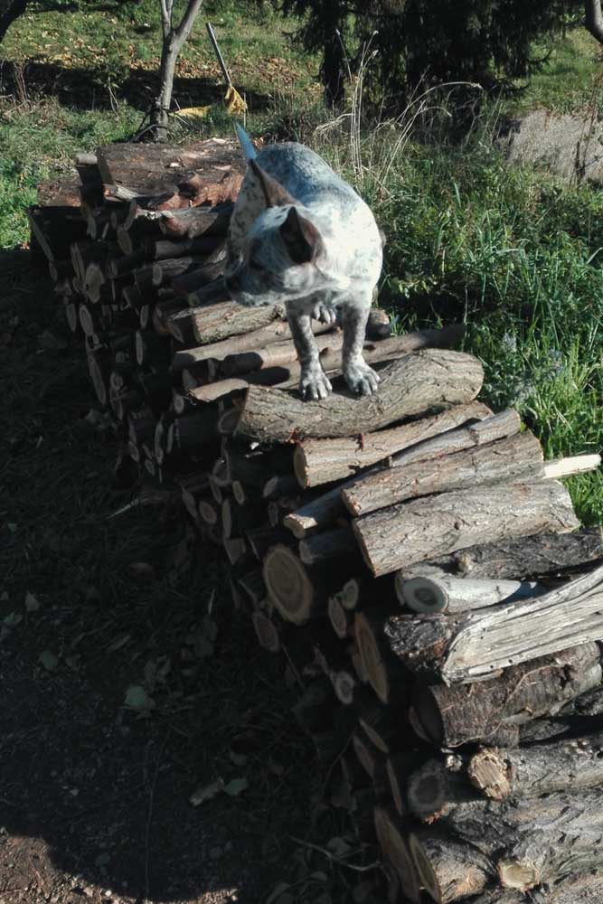 loretta catasta