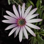 dimophotheca