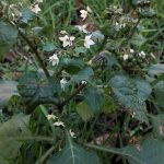 solanum fiori