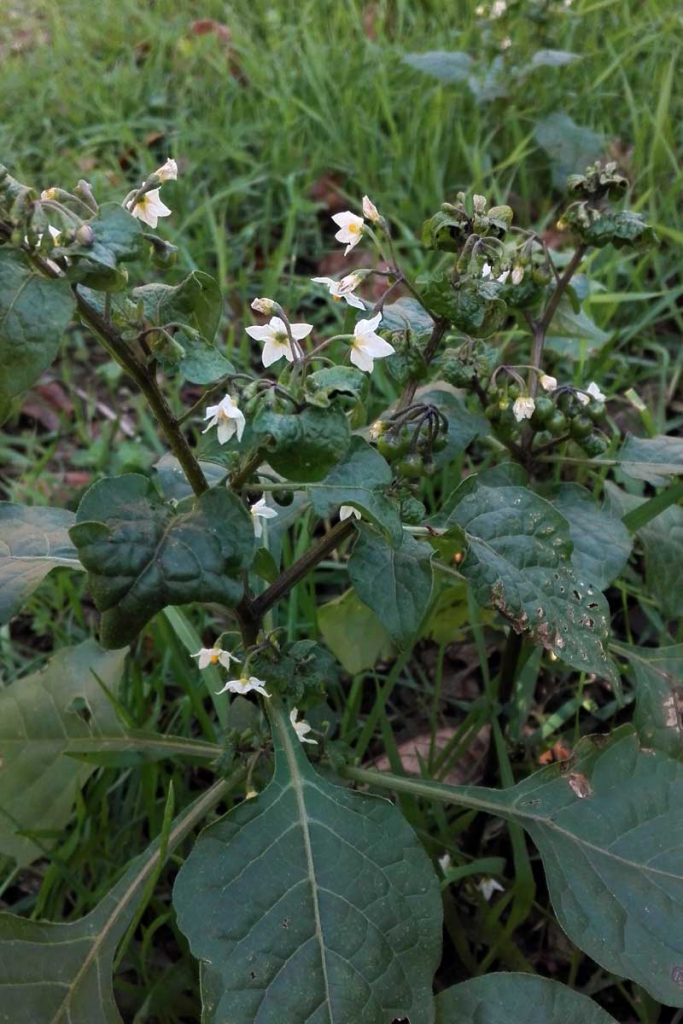 solanum fiori